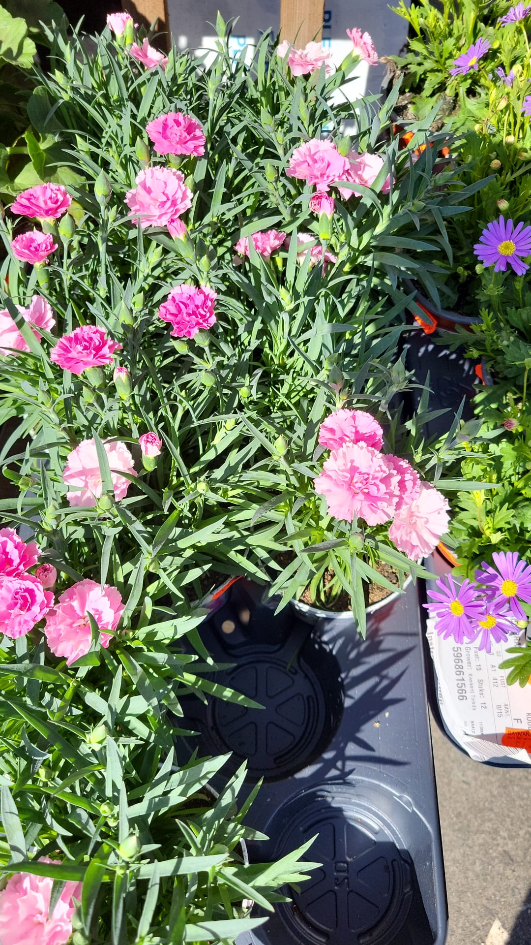 Mixed Plants 10cm - 30cm Pots (LOCAL PICKUP / DELIVERY ONLY)
