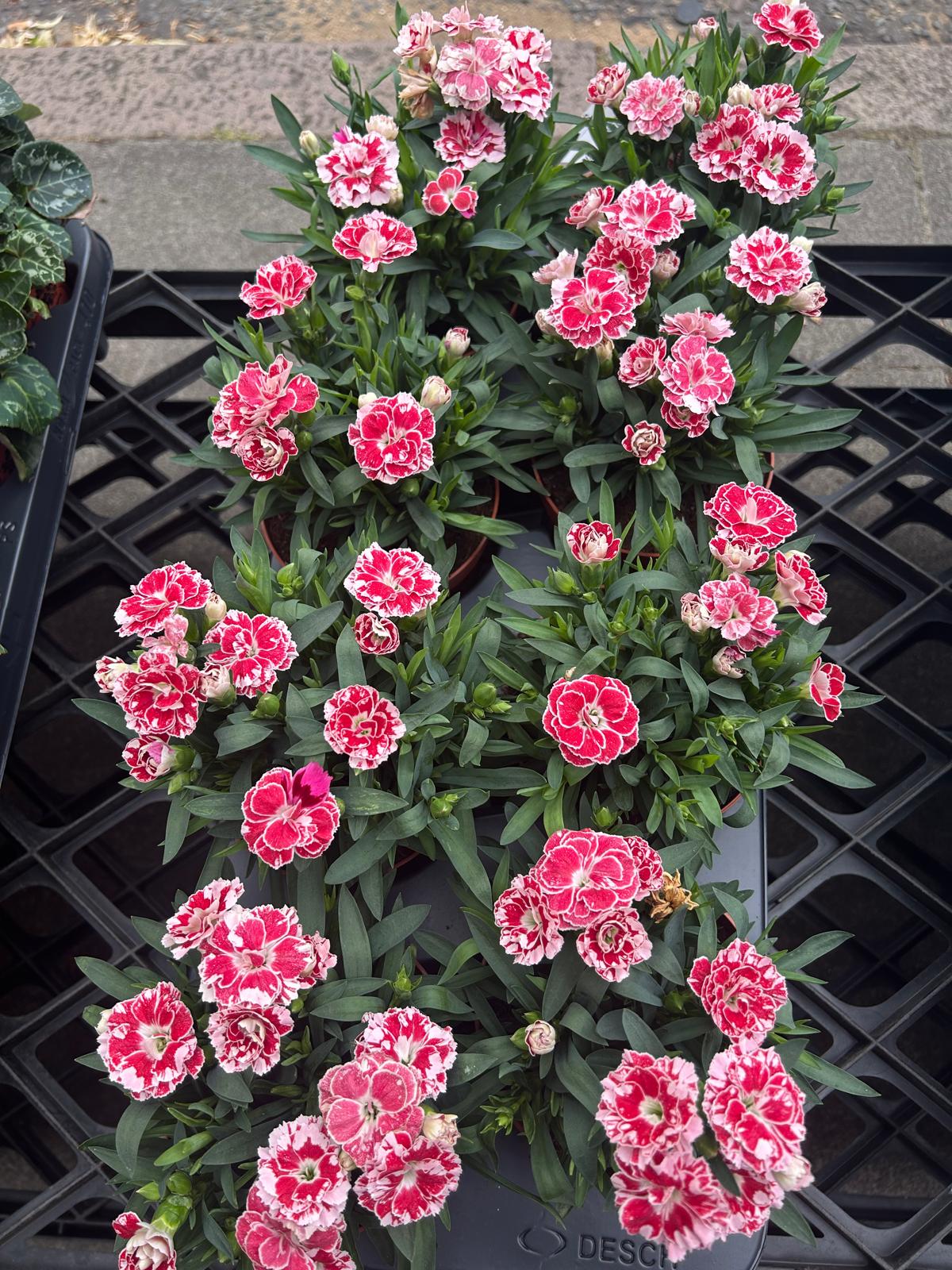 Mixed Plants 7cm - 30cm Pots (LOCAL PICKUP / DELIVERY ONLY)