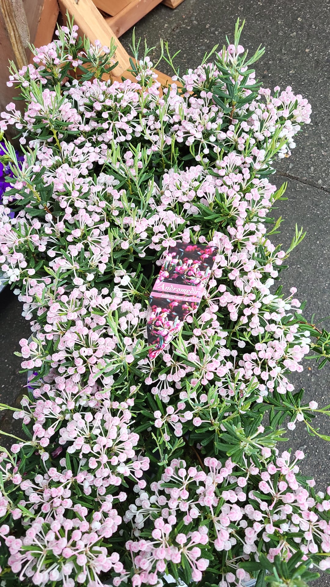 Mixed Plants 10cm - 30cm Pots (LOCAL PICKUP / DELIVERY ONLY)