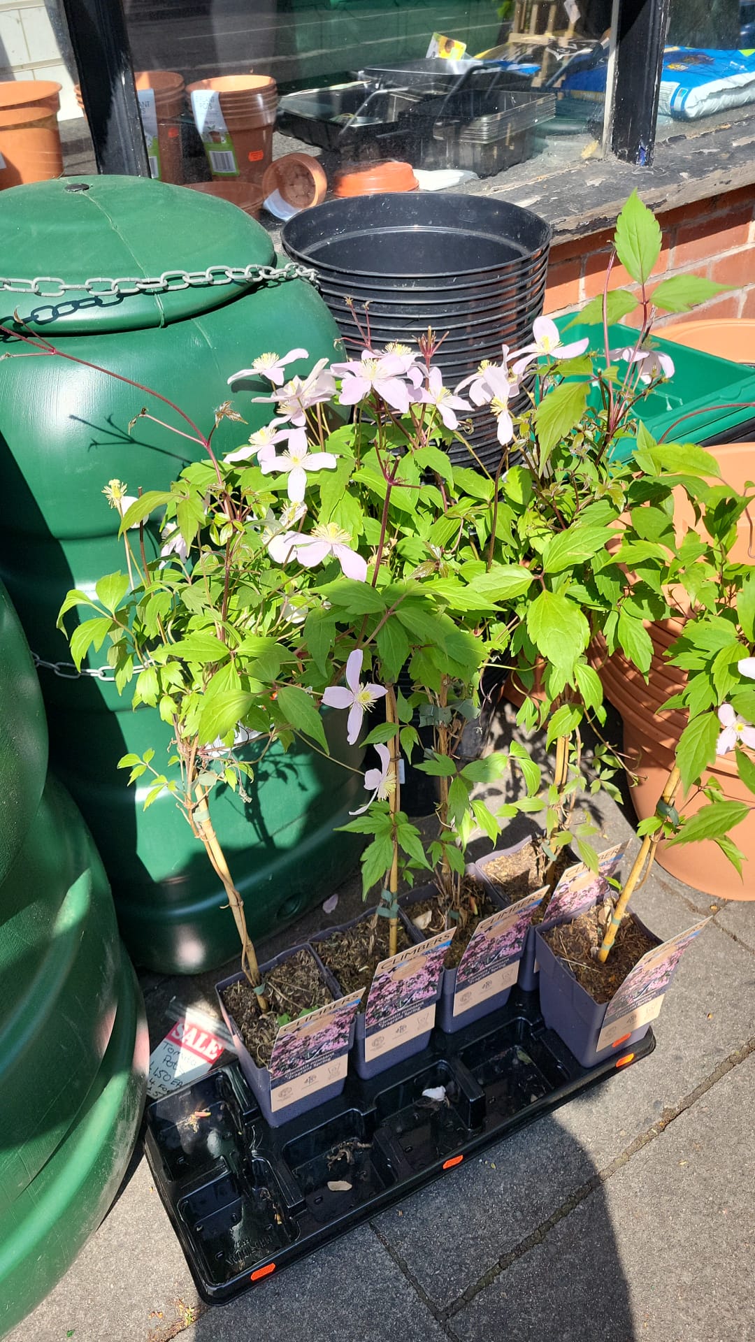 Mixed Plants 10cm - 30cm Pots (LOCAL PICKUP / DELIVERY ONLY)