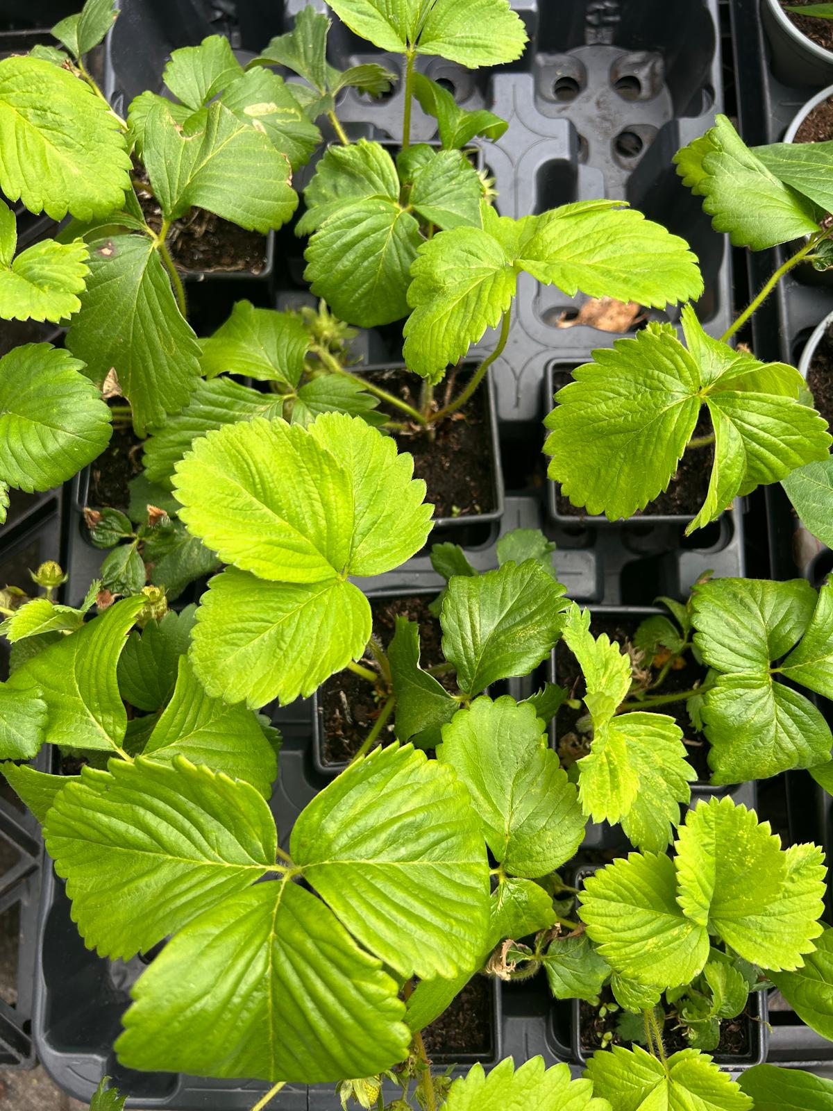 Chilli & Peppers Plants (LOCAL PICKUP / DELIVERY ONLY)