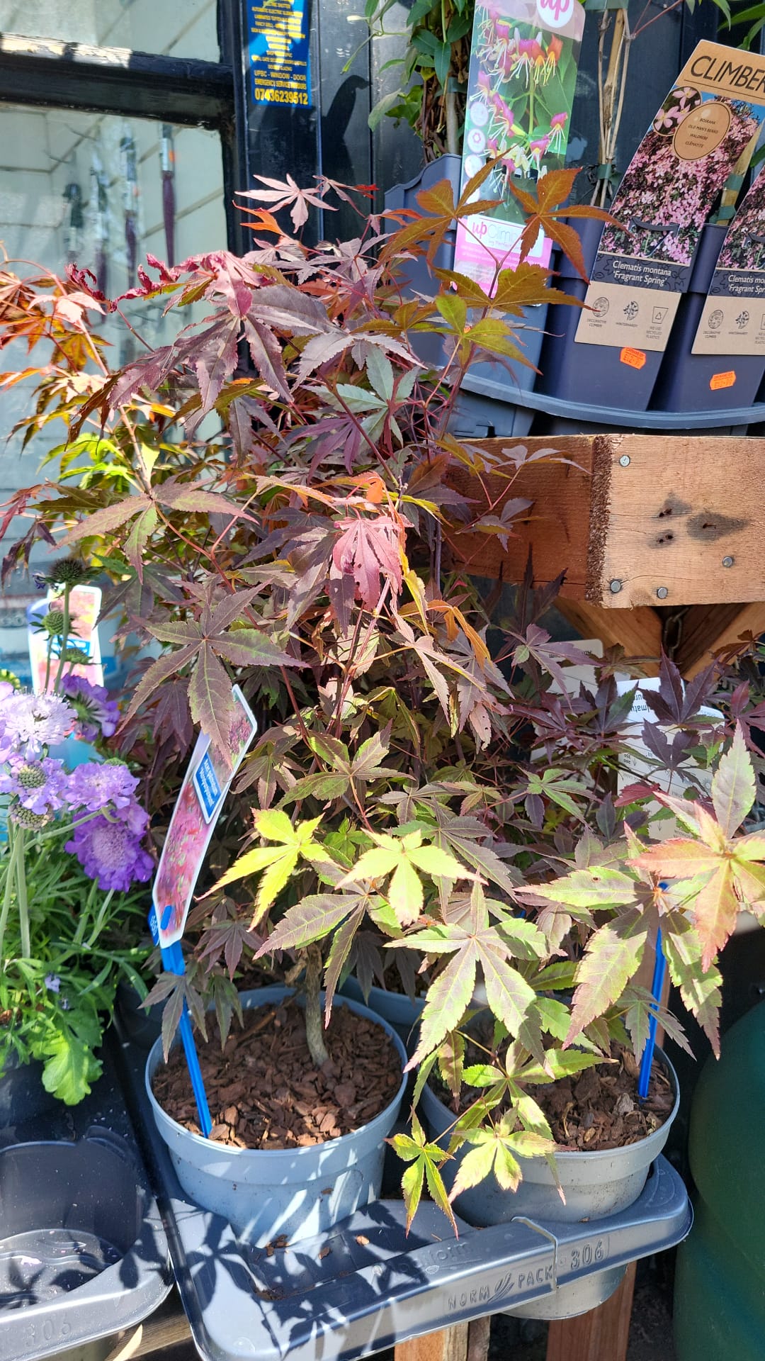 Mixed Plants 7cm - 30cm Pots (LOCAL PICKUP / DELIVERY ONLY)