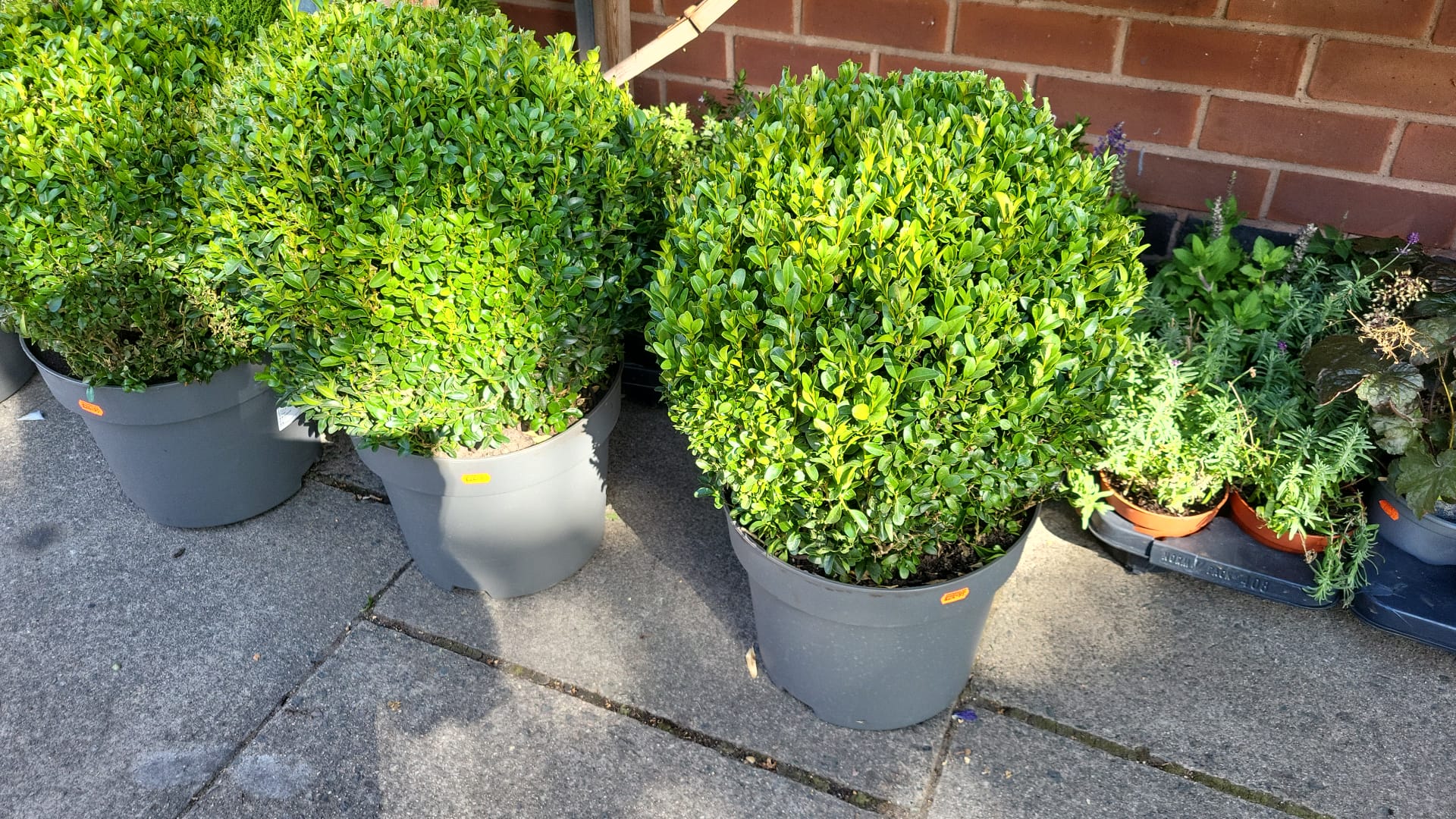 Mixed Plants 7cm - 30cm Pots (LOCAL PICKUP / DELIVERY ONLY)