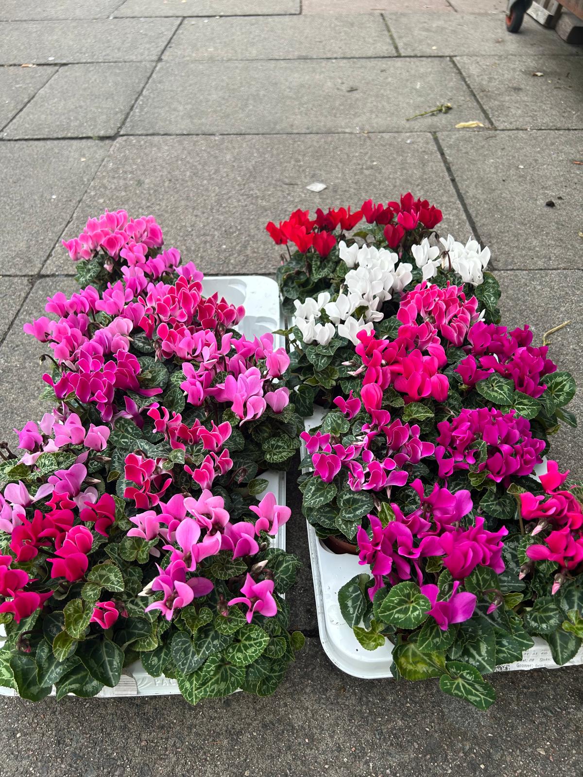 Mixed Plants 7cm - 30cm Pots (LOCAL PICKUP / DELIVERY ONLY)