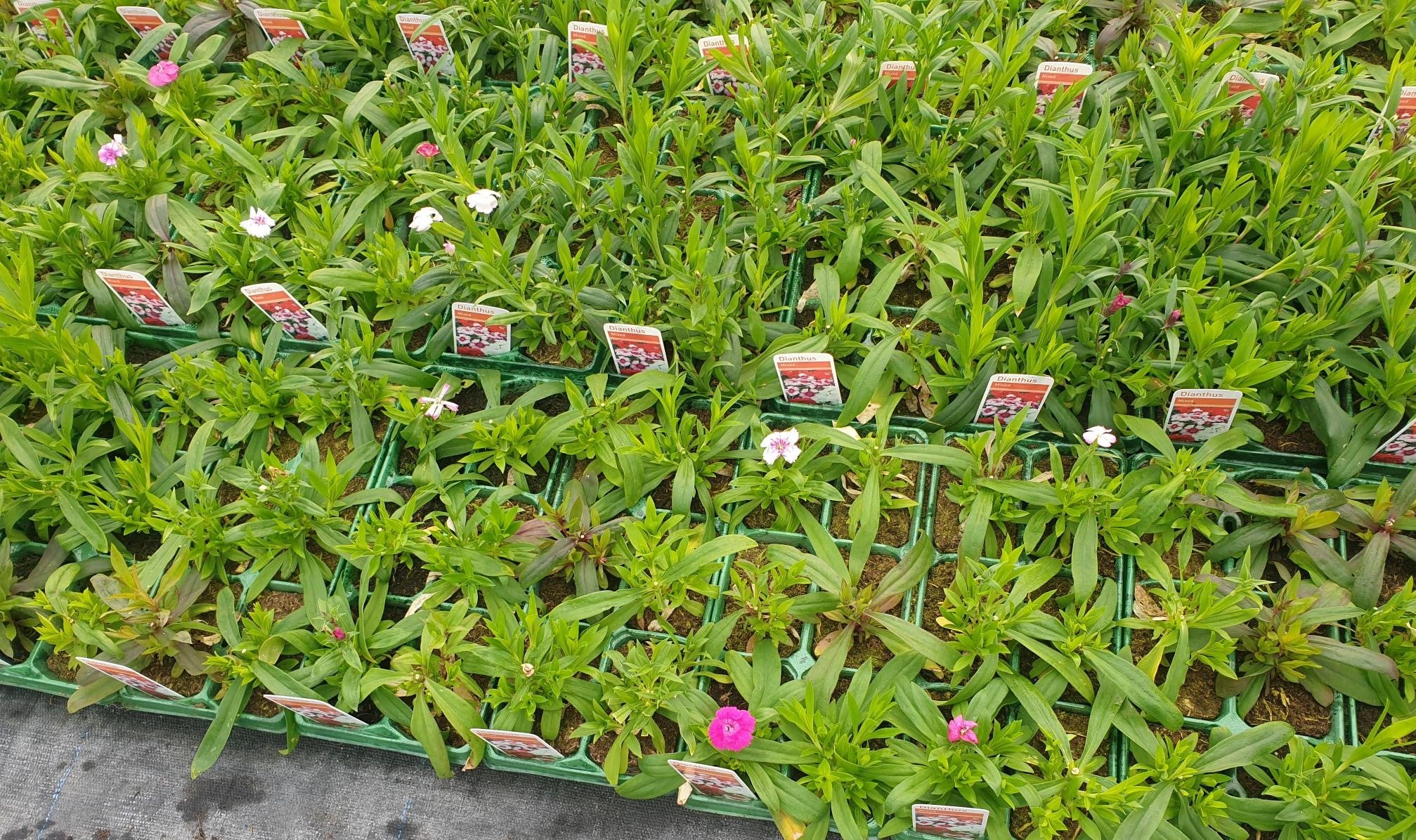 British Grown Mixed Dianthus (LOCAL PICKUP / DELIVERY ONLY)