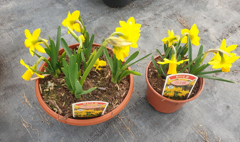 British Grown Narcissus 'Tete-a-Tete' (Daffodil) (LOCAL PICKUP / DELIVERY ONLY)