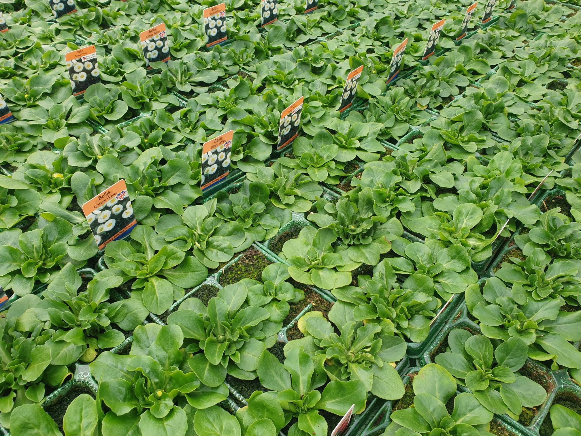British Grown Bellis Mixed (LOCAL PICKUP / DELIVERY ONLY)