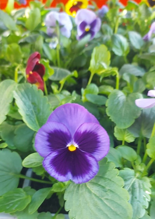 British Grown Autumn / Winter Pansies & Violas (LOCAL PICKUP / DELIVERY ONLY)