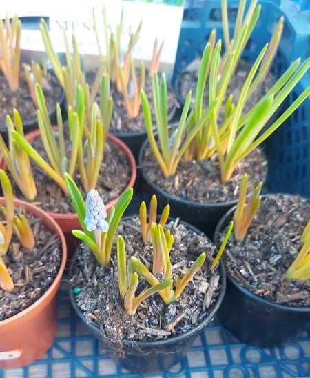 British Grown Potted Spring Flowering Bulbs (LOCAL PICKUP / DELIVERY ONLY)