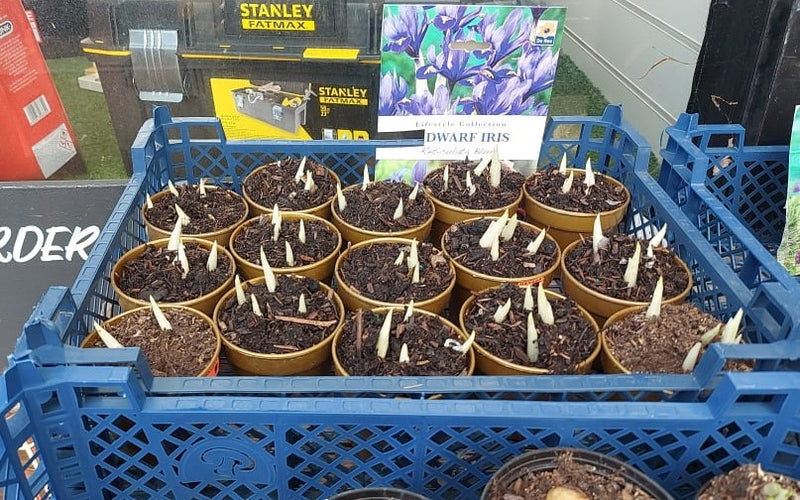 British Grown Potted Spring Flowering Bulbs (LOCAL PICKUP / DELIVERY ONLY)