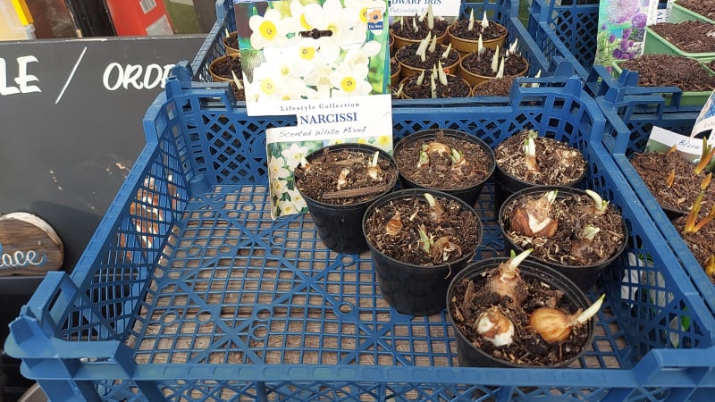 British Grown Potted Spring Flowering Bulbs (LOCAL PICKUP / DELIVERY ONLY)