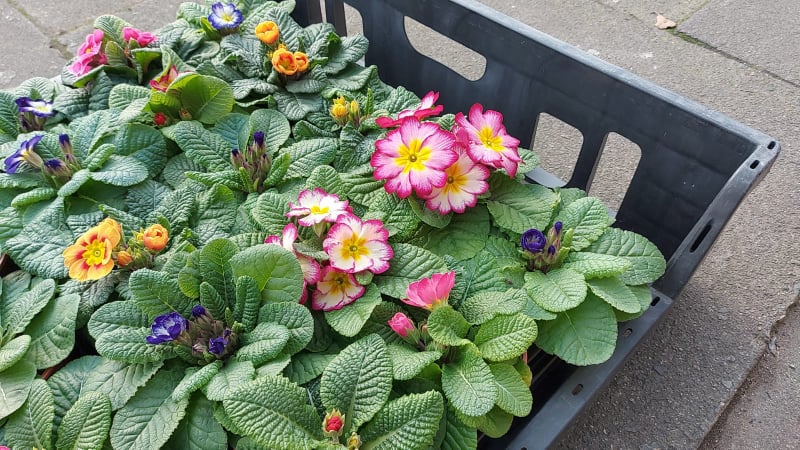 Primroses & Polyanthus British Grown (LOCAL PICKUP / DELIVERY ONLY)