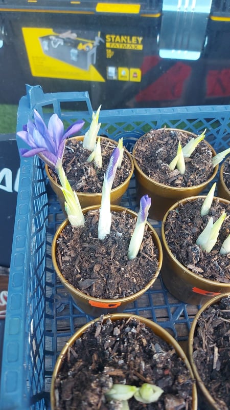 British Grown Potted Spring Flowering Bulbs (LOCAL PICKUP / DELIVERY ONLY)