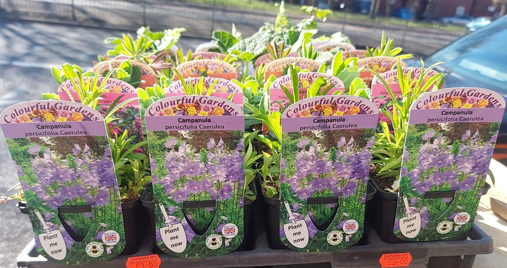 British Grown Perrenials Square 7.5cm (3") Pots (LOCAL PICKUP / DELIVERY ONLY)