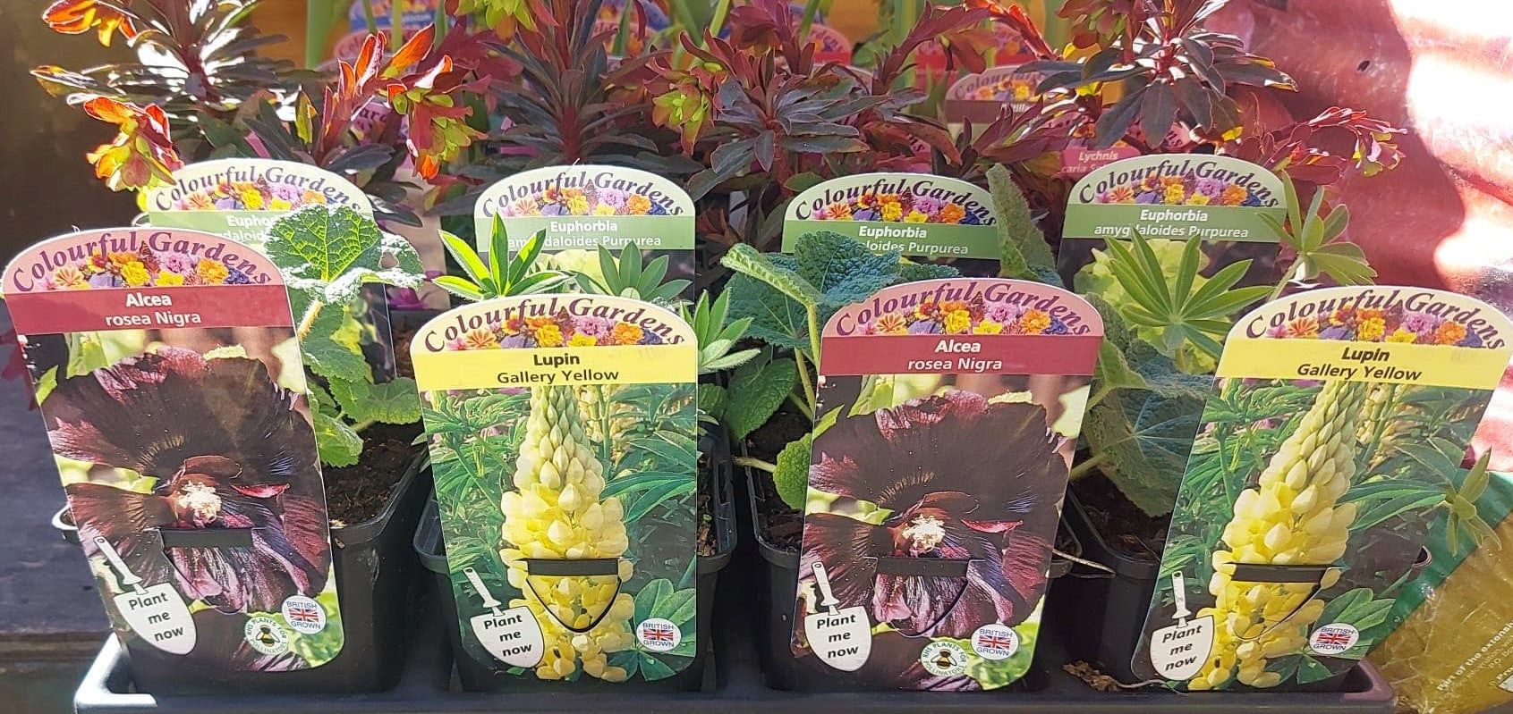 British Grown Perrenials Square 7.5cm (3") Pots (LOCAL PICKUP / DELIVERY ONLY)