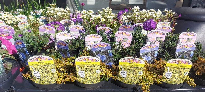 British Grown Perennials 10.5cm Circular Pots (4") (LOCAL PICKUP / DELIVERY ONLY)