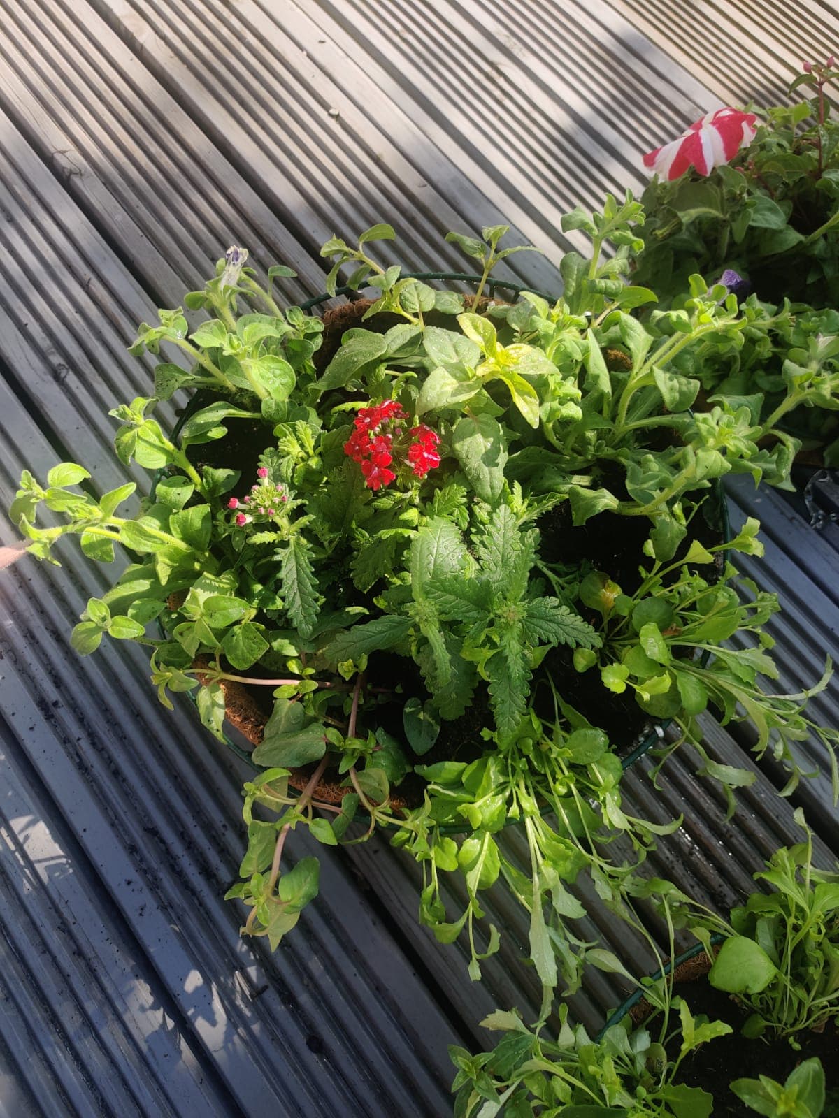 Large Planted Hanging Baskets (LOCAL PICKUP / DELIVERY ONLY)