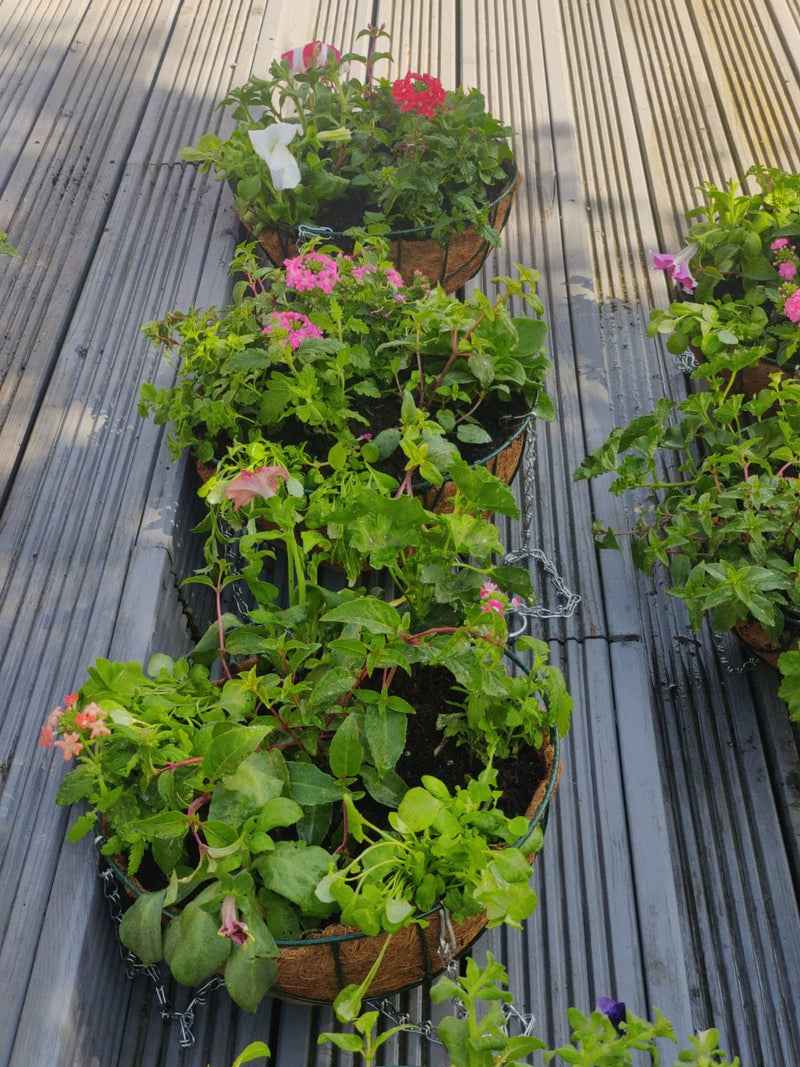 Large Planted Hanging Baskets (LOCAL PICKUP / DELIVERY ONLY)