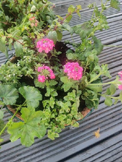 Large Planted Hanging Baskets (LOCAL PICKUP / DELIVERY ONLY)