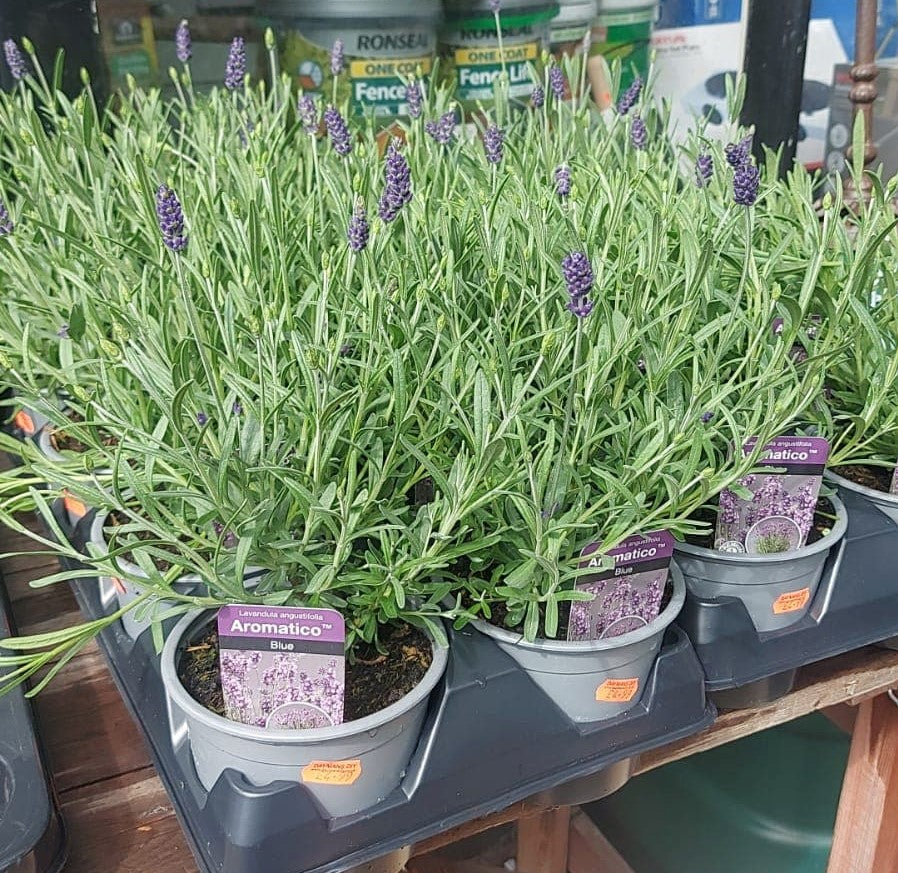 Blue Aromatico Lavender 1L pot