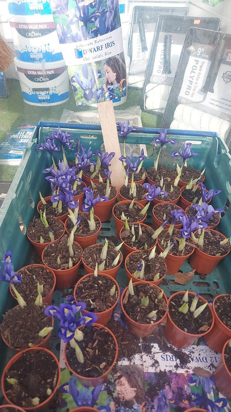 British Grown Potted Spring Flowering Bulbs (LOCAL PICKUP / DELIVERY ONLY)