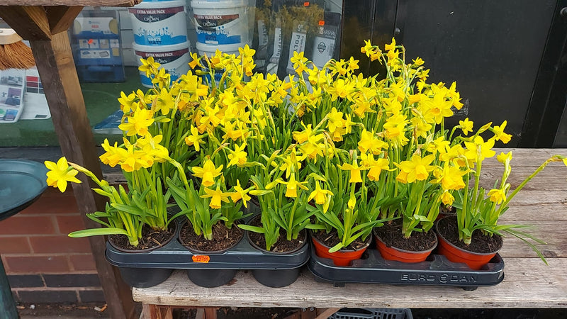 British Grown Potted Spring Flowering Bulbs (LOCAL PICKUP / DELIVERY ONLY)