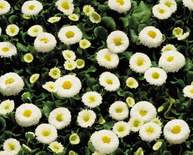 British Grown Bellis Mixed (LOCAL PICKUP / DELIVERY ONLY)