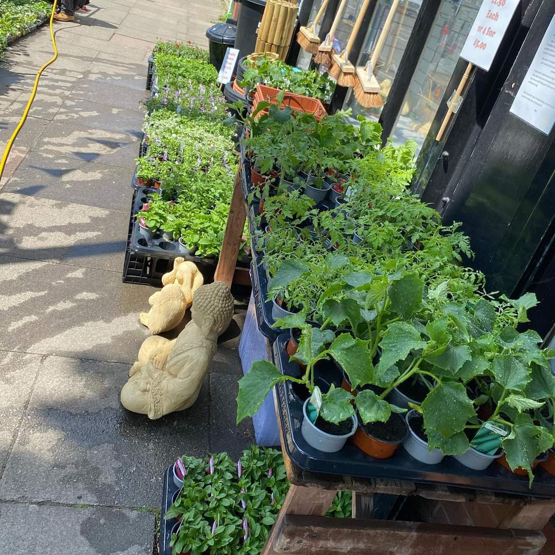 Cucumber & Tomato Plants - (LOCAL PICKUP / DELIVERY ONLY)