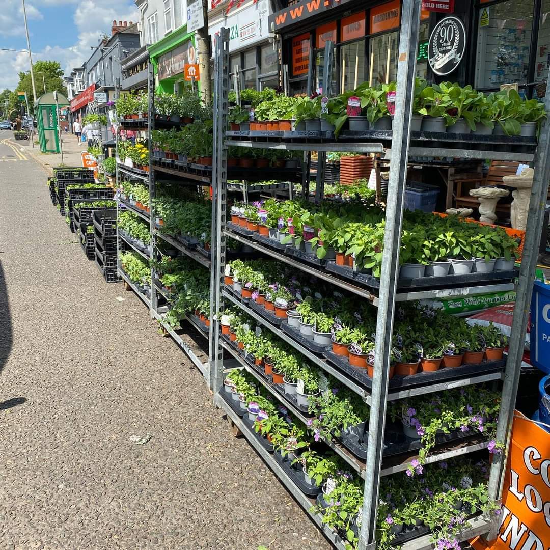 Cucumber & Tomato Plants - (LOCAL PICKUP / DELIVERY ONLY)