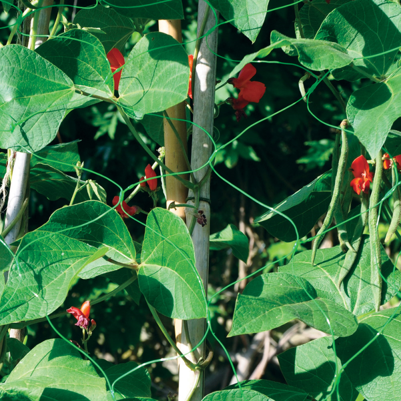 Shedmates - Pea and Bean Plant Netting - 4m (13') x 1.7m (5'6") (GSNETT3)