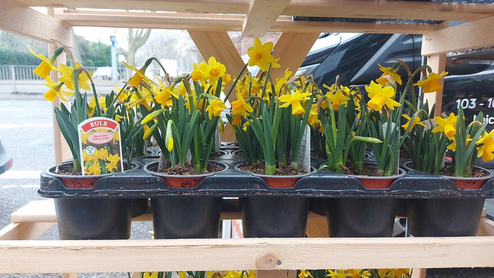 British Grown Narcissus 'Tete-a-Tete' (Daffodil) (LOCAL PICKUP / DELIVERY ONLY)