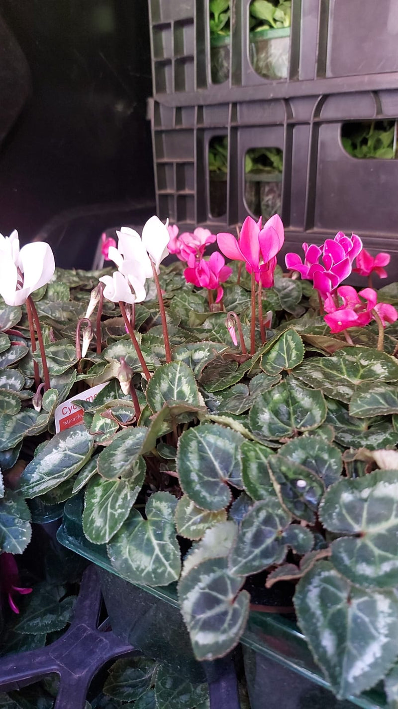 Mixed Cyclamen Trays British Grown (LOCAL PICKUP / DELIVERY ONLY)