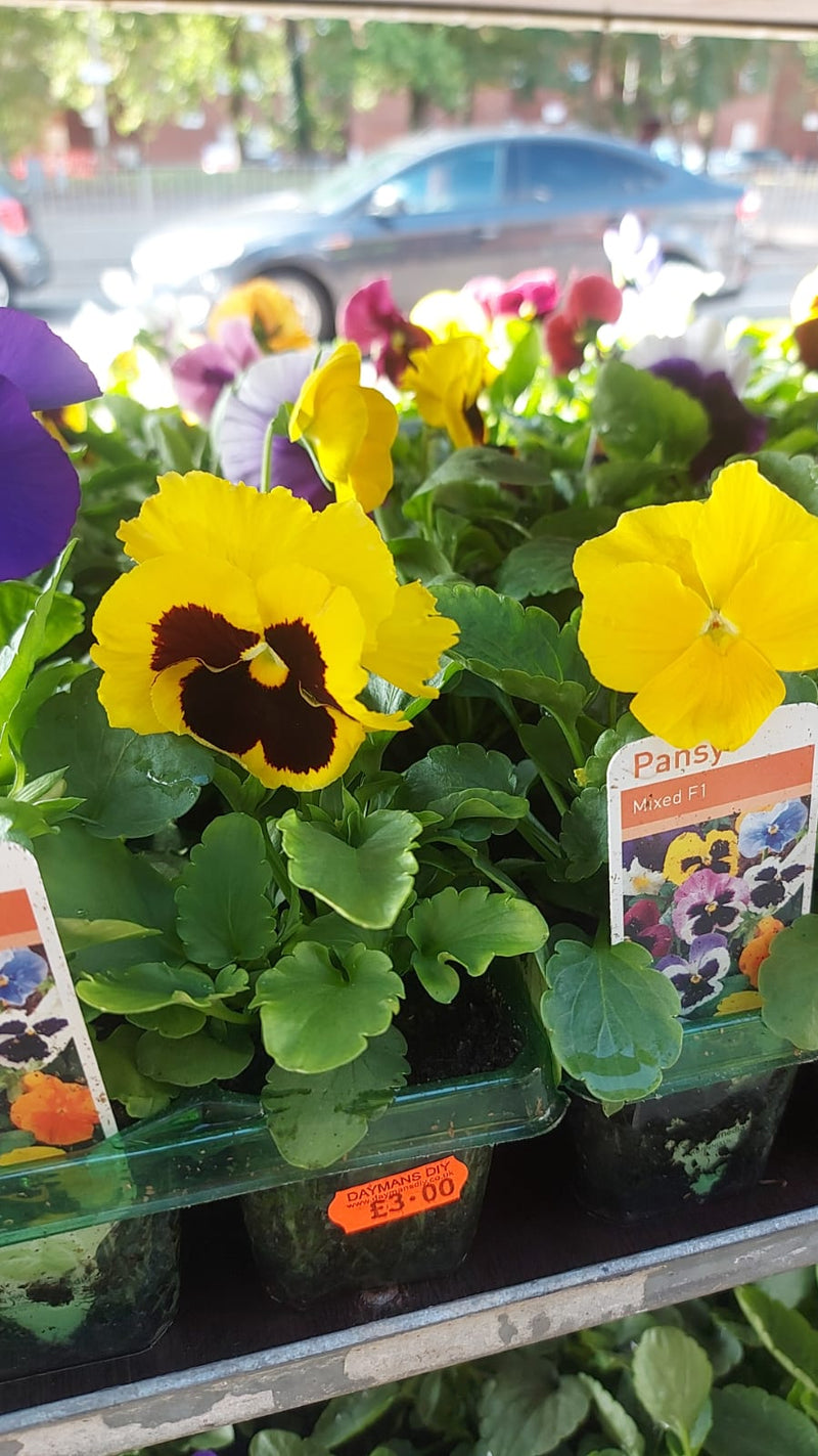 British Grown Autumn / Winter Pansies & Violas (LOCAL PICKUP / DELIVERY ONLY)