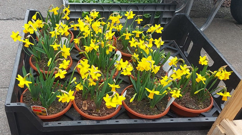 British Grown Narcissus 'Tete-a-Tete' (Daffodil) (LOCAL PICKUP / DELIVERY ONLY)